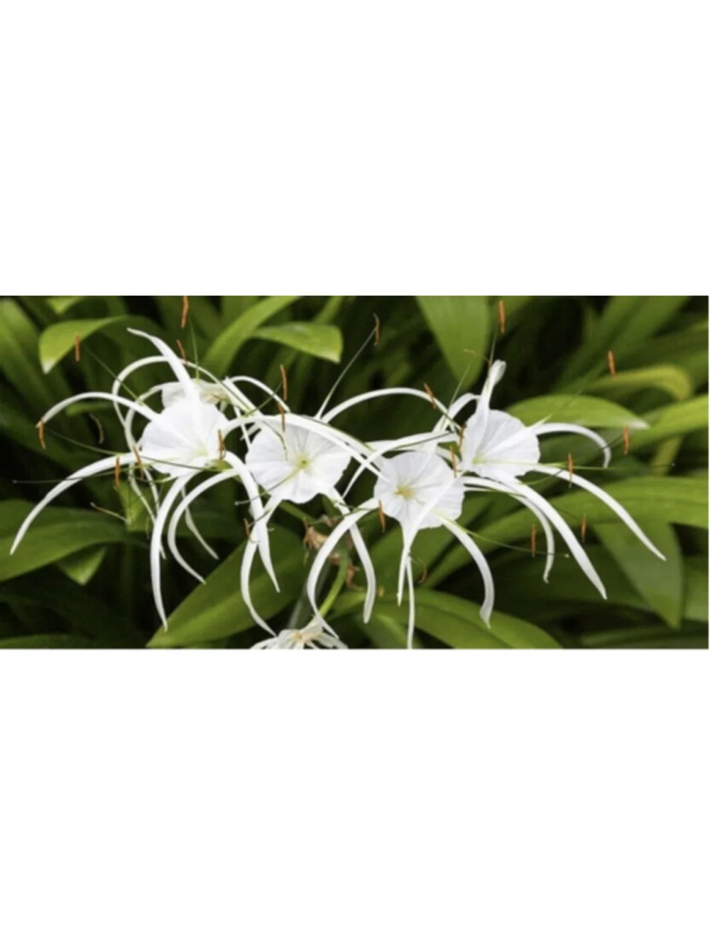 40 Bulbs NO Foliage BEACH SPIDER LILY BULBS (Hymenocallis Littoralis) POLLINATOR